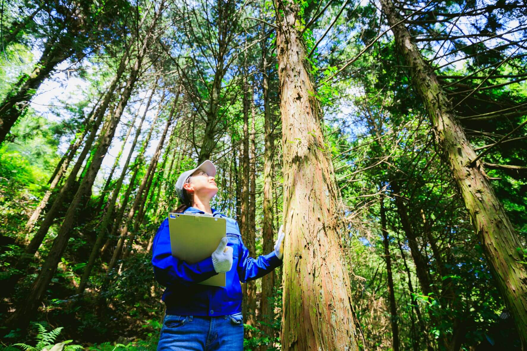 An employee inspects a tree in a forest